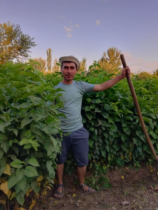 Tut koʻchatlari sotiladi. 20 sotx joyga ekilgan optim sotiladi.