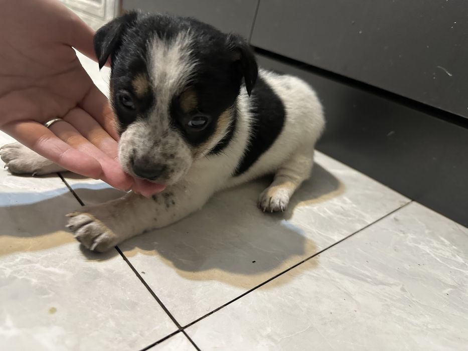 Щенки 3 недели малчики