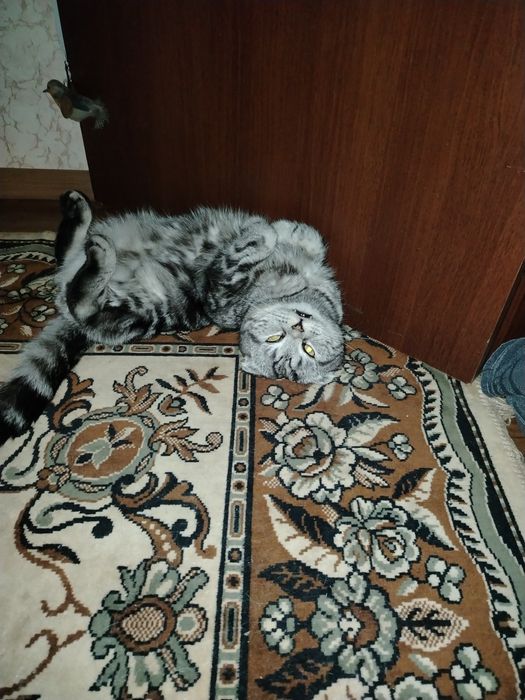 Кошка шотланская вислауха