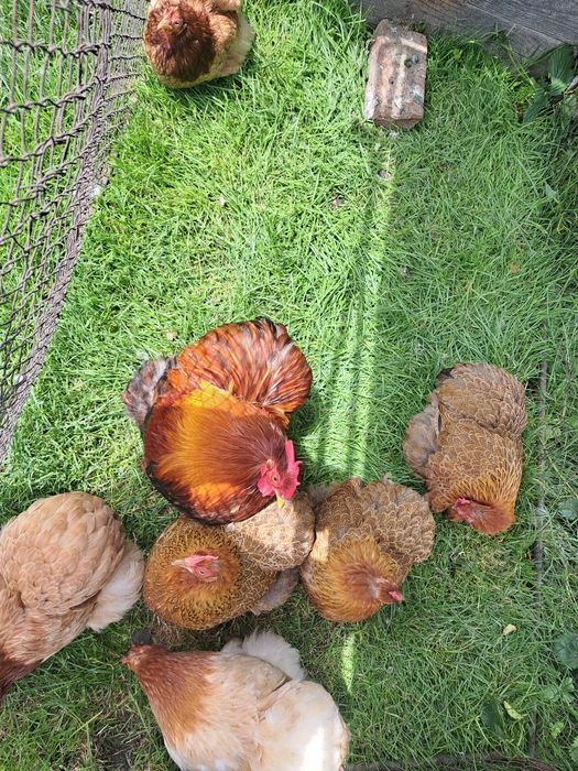 Cochinchina pitic
