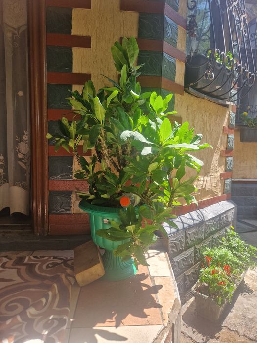 Цветы.  домашный