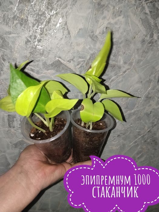 Цветы  комнатные