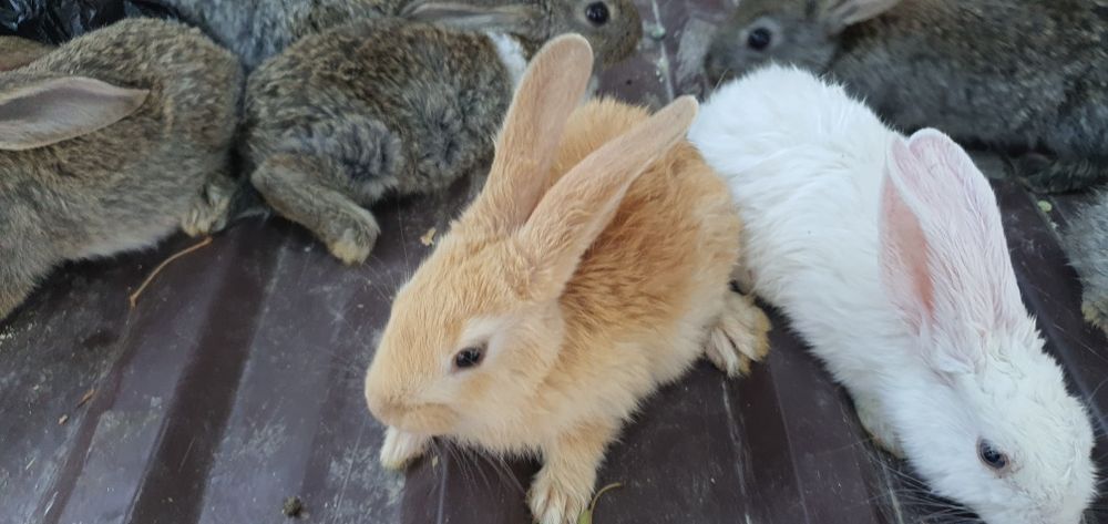 Quyon va tovuq va katak