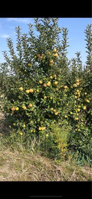 Продам яблоневый сад