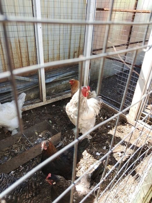 Продам домашних цыплят