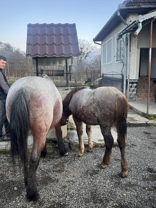 Iapa de vinzare cu minza de 7 luni linga ea