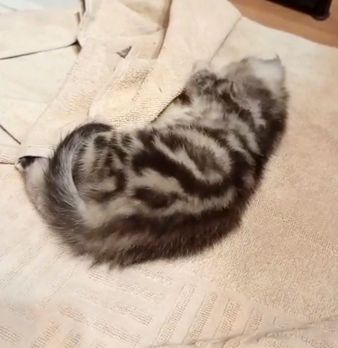 ШоТлаНдскИй КоТик