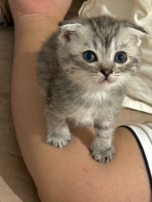 Вслоухие котят  сатылады