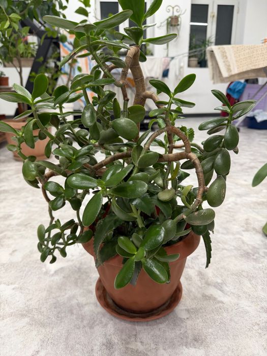 Денежное дерево красула