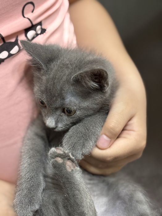 Отдам кота в добрые руки