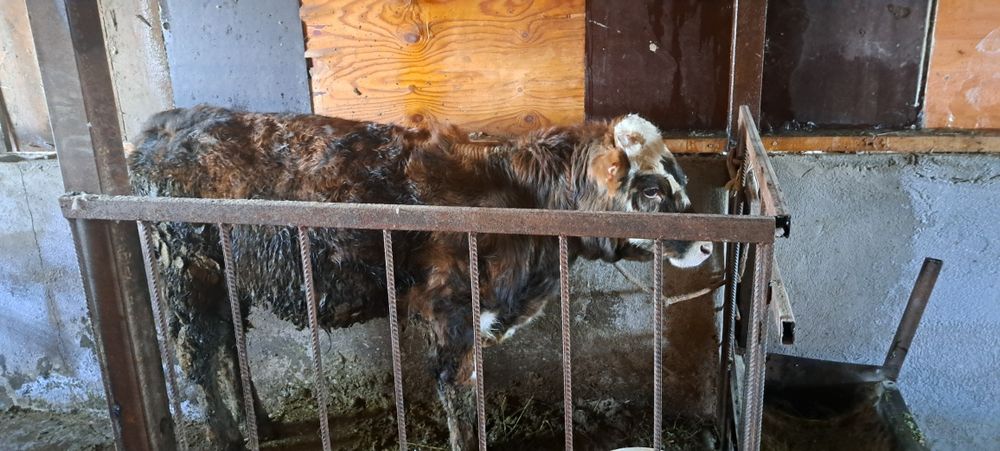 Продам бычка 8 месяцев