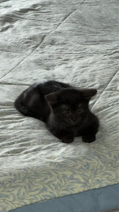 Котенок ищет дом