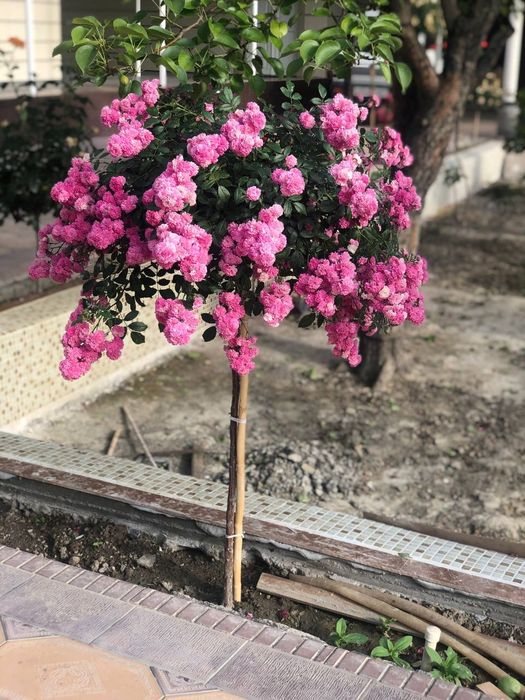 Декоративные розы оригинал