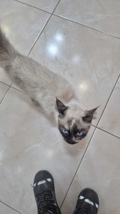 Нашли кошку, сиамскую