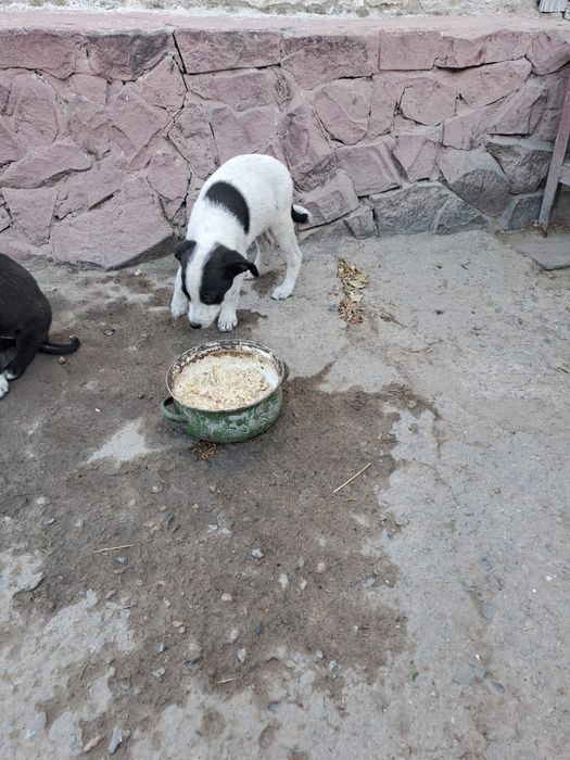 Бесплатно щенки  звонки