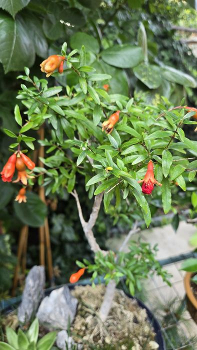 Bonsai Rodiu cu Flori  si Fructe