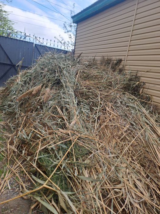 Отдам камыш самовывоз