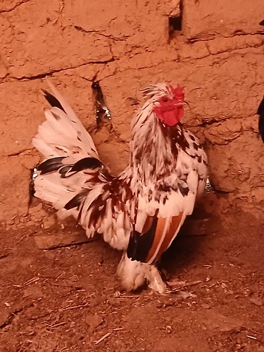 Таза Карлик қораздары