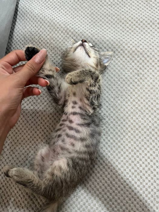 Котенок , мальчик , отдам в добрые руки !