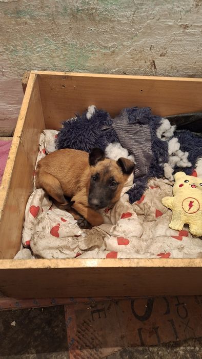 Малинуа Бельгийский Овчарка девочка