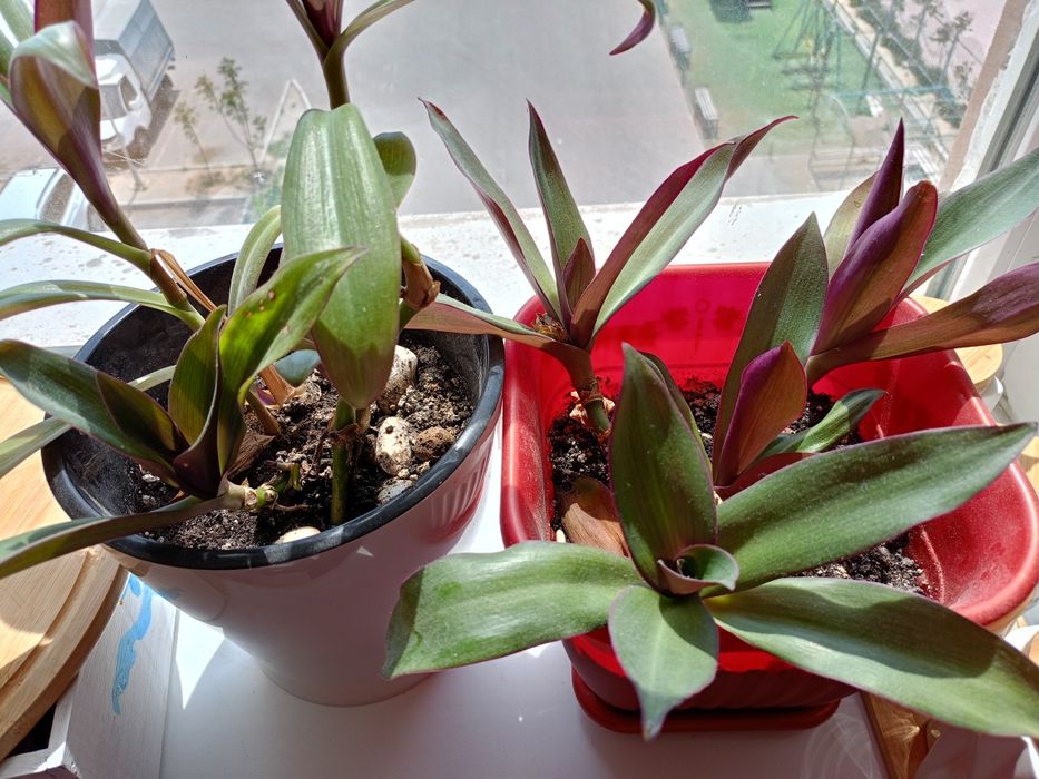 Алое вера растение