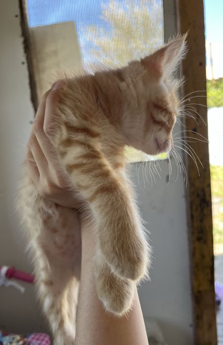 Отдам Кота Бесплатно