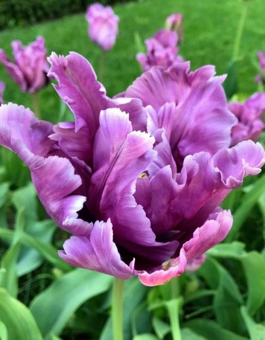 Тюльпаны луковицы