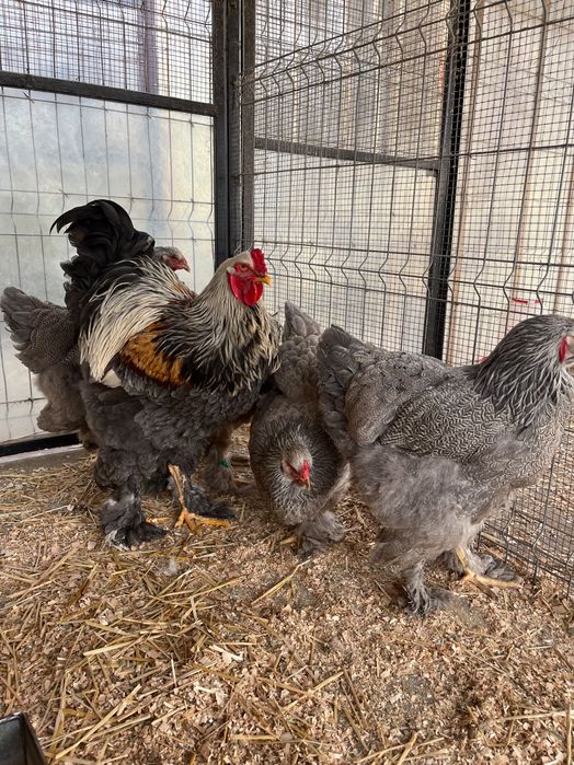 Ouă incubat brahma silver orange