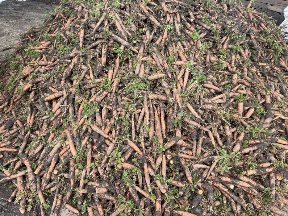 Ceapa , Morcov , Pastarnac