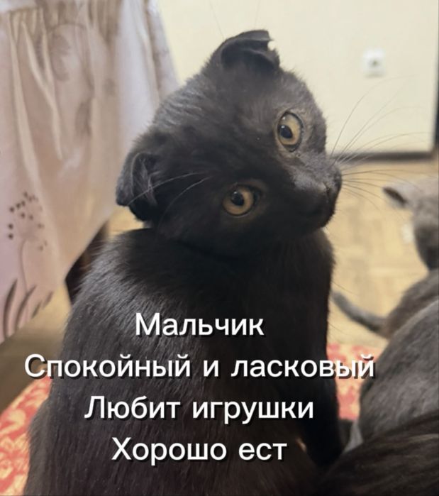 Котята 3 месячные