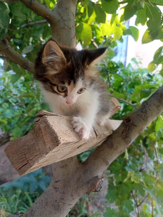 Котята 2 месяца, пушистые