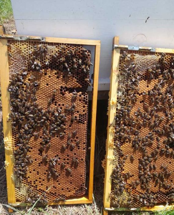 Отводки пчелни        .