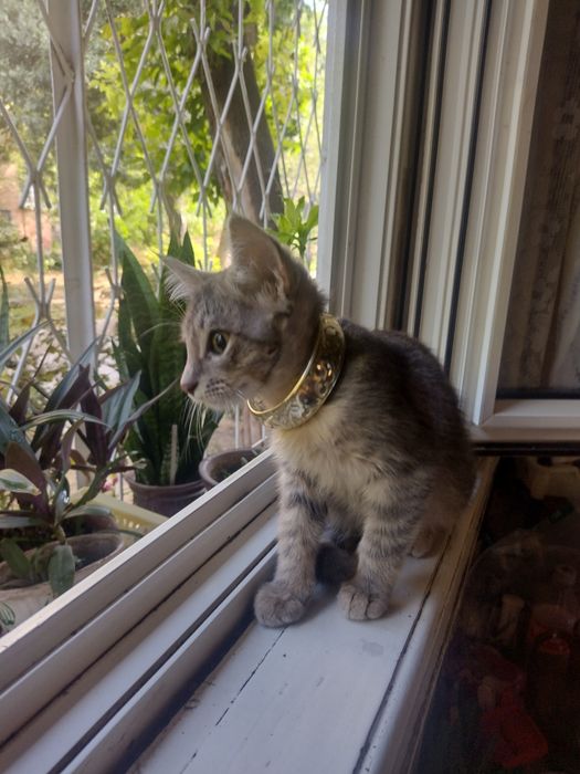 Умный котик , в добрую любящую семью