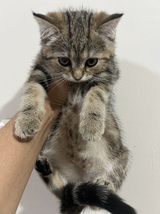 котята 2 мес девочка, мальчик