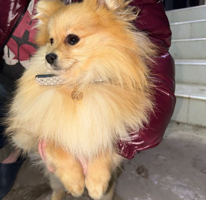 ВЯЗКА  Померанский шпиц