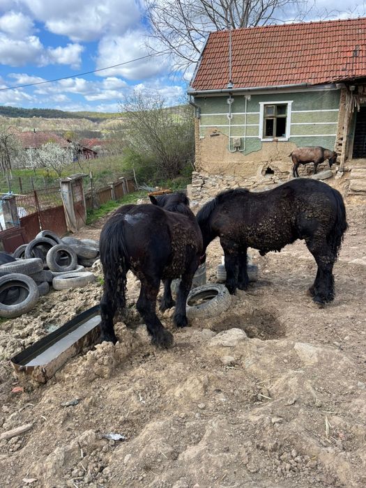 Manji de 1 ani,armăsari