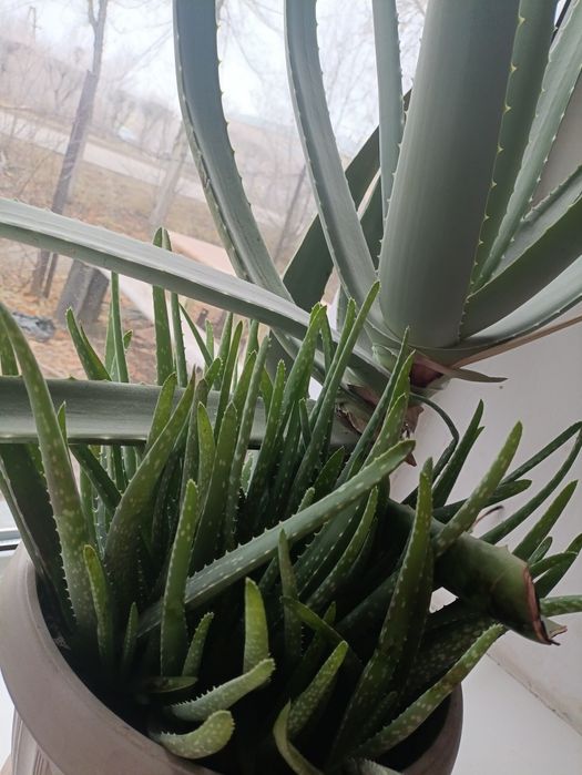 Алое Вера лечебный