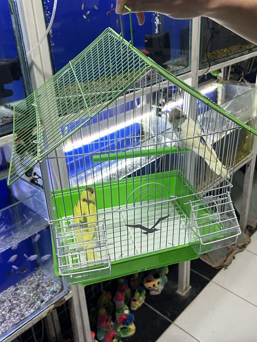 Har hil turdagi papugaylar qafaslari bilan