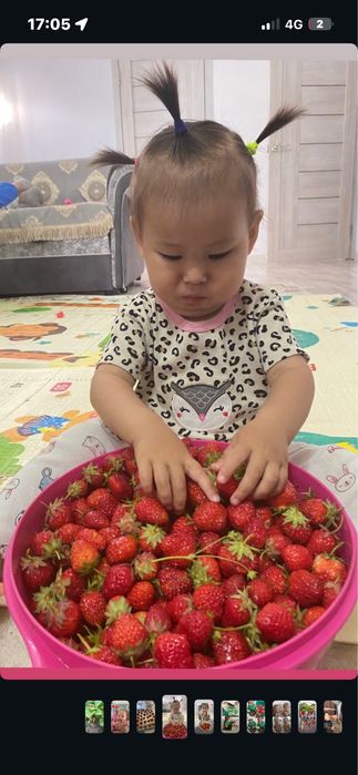 многоразовые  Рассада клубники