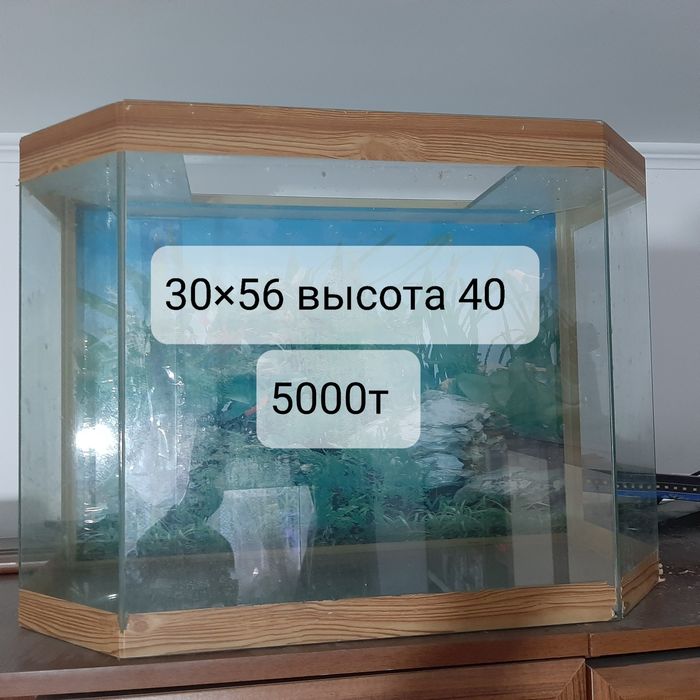 Аквариумы. Раимбека Тлендиева