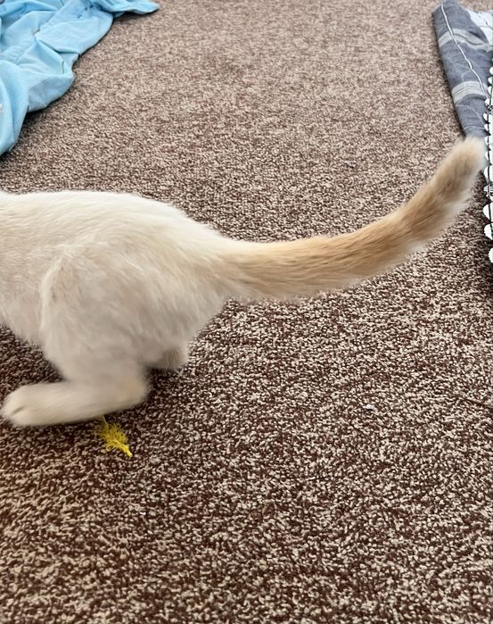 Котенок Scottish straight color point