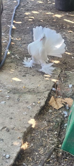 Porumbei rotați ..