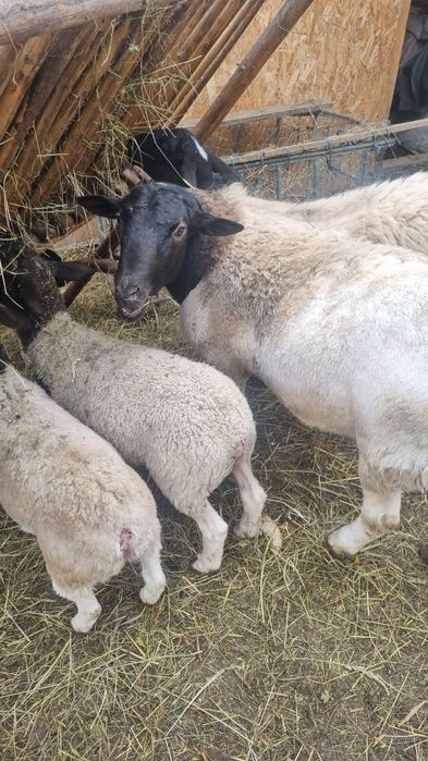 Vând berbec  dorper tânăr