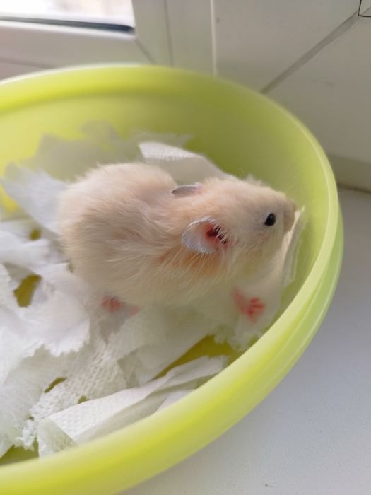 Отдам даром молодых сирийских хомяков