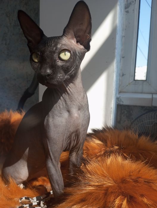 Пропала кошка Марго в раене талгуль 25