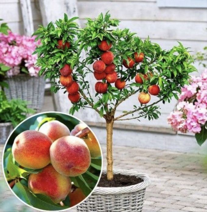 Pomi fructiferi pitici calitate garantata