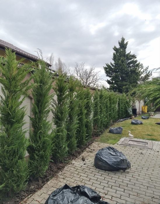 Leylandii super oferta
