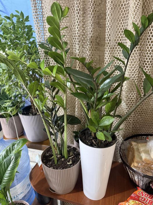 Комнатные растения