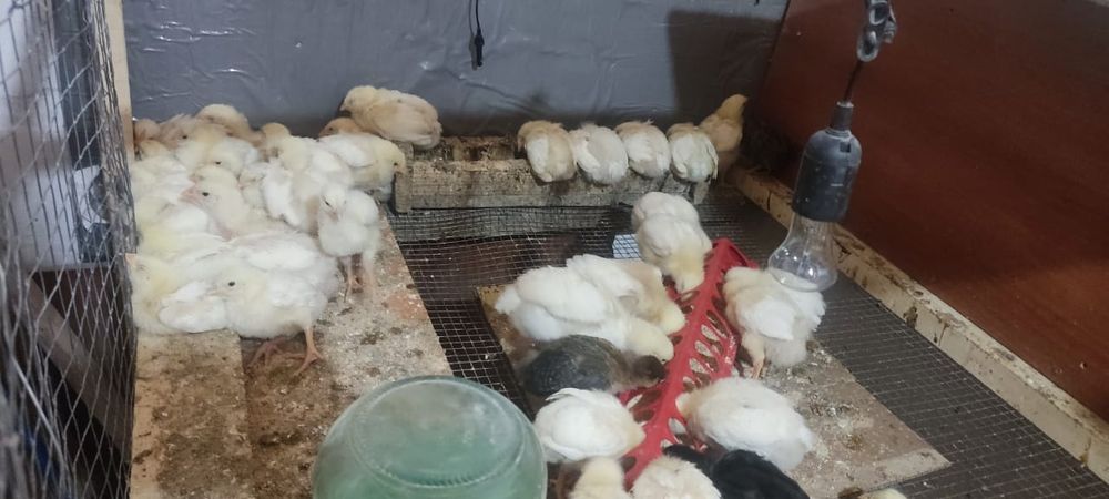 Продам бройлер цыплята