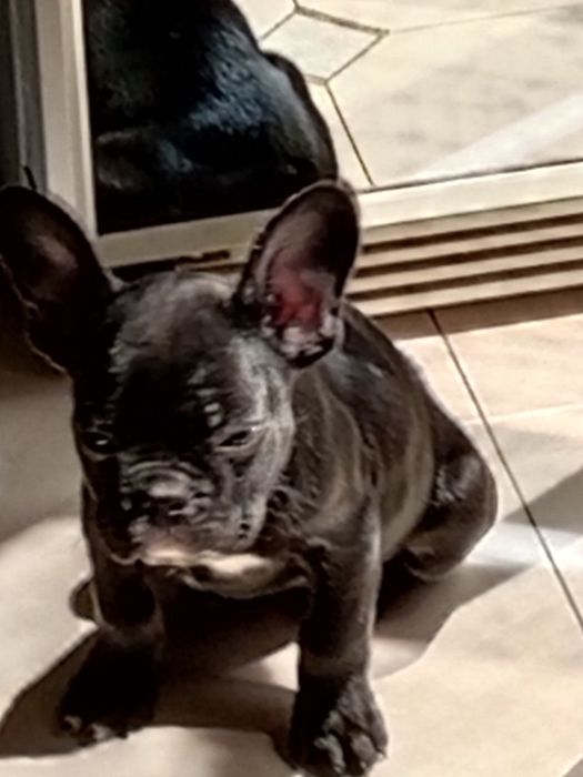 Французский бульдог